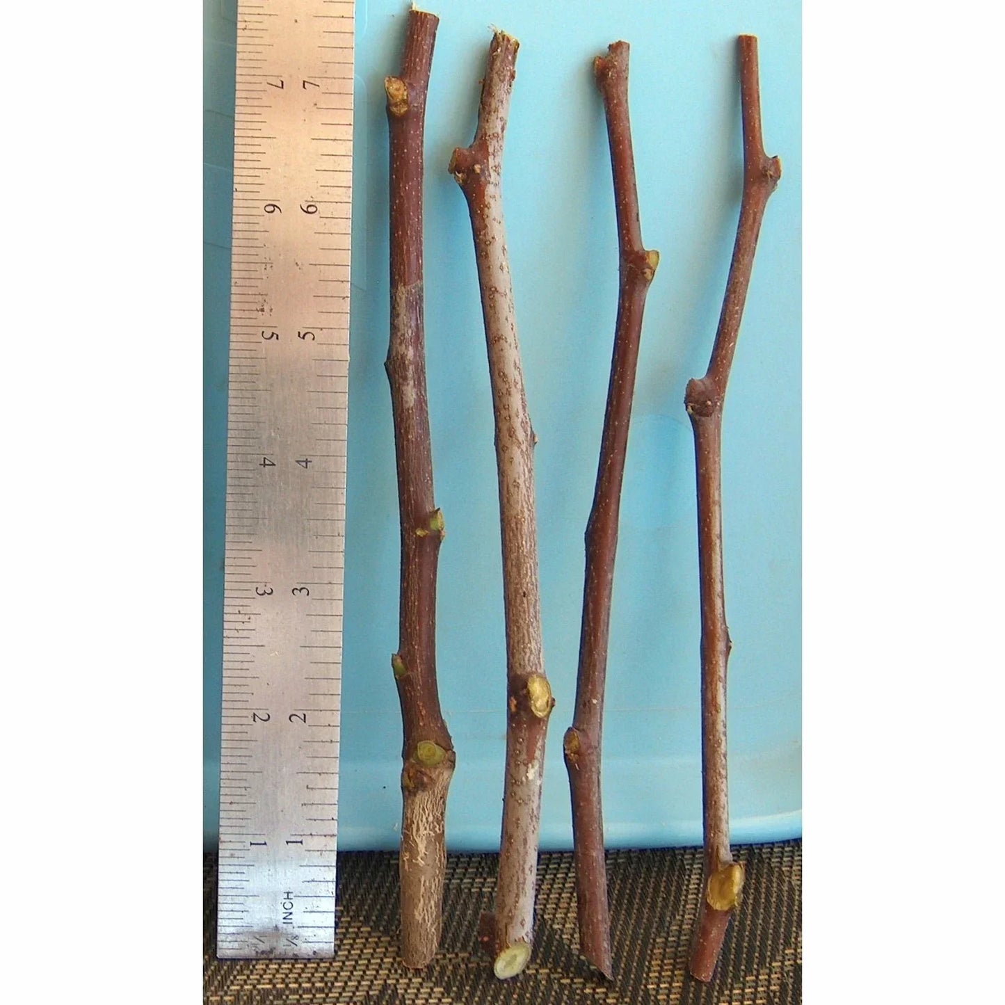 Sour Jujube Thin Cutting Rootstock Tree for Grafting Ziziphus jujuba Plant, 4" Scion Wood