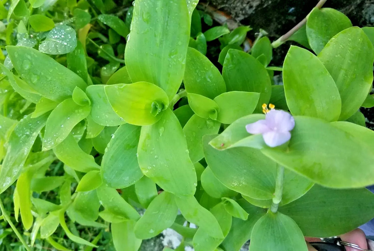 Setcreasea Tradescantia Brevifolia Green Queen Plant - Indoor Houseplant, Flowering Wandering Jew, Low Maintenance, Spreading, Starter Plant