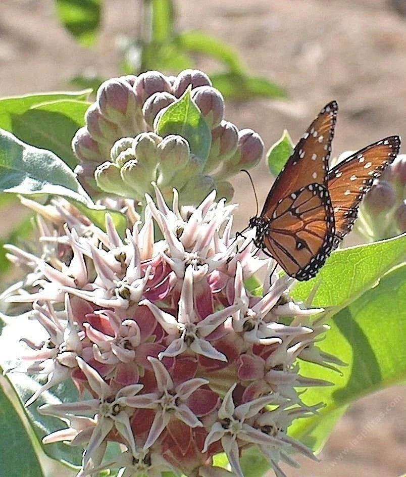 Showy Milkweed Seeds - 51+ Native Wildflower Seeds for Container Gardens - Asclepias speciosa