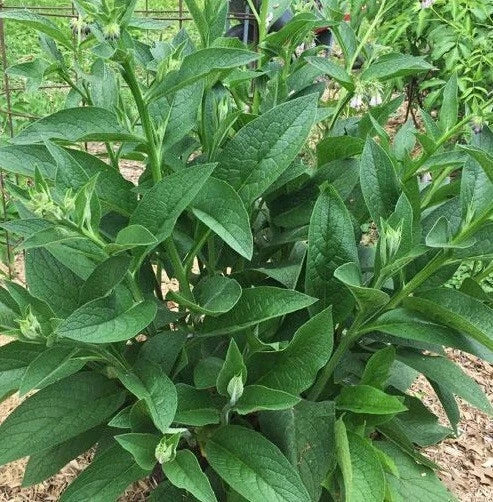 Live Russian Comfrey Plant Root Crowns Bocking #4 – Organic Herbal Perennial for Gardening & Soil Enrichment