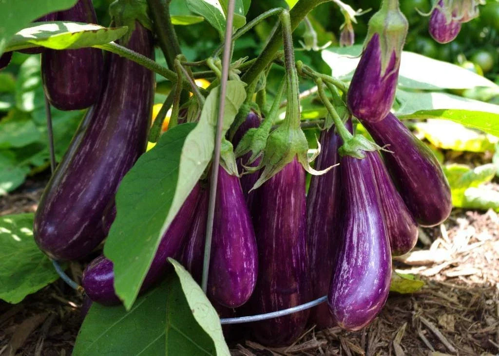 Long Purple Italian Eggplant Seeds - Non-GMO Solanum melongena Heirloom, Fingerling, 100 Seeds