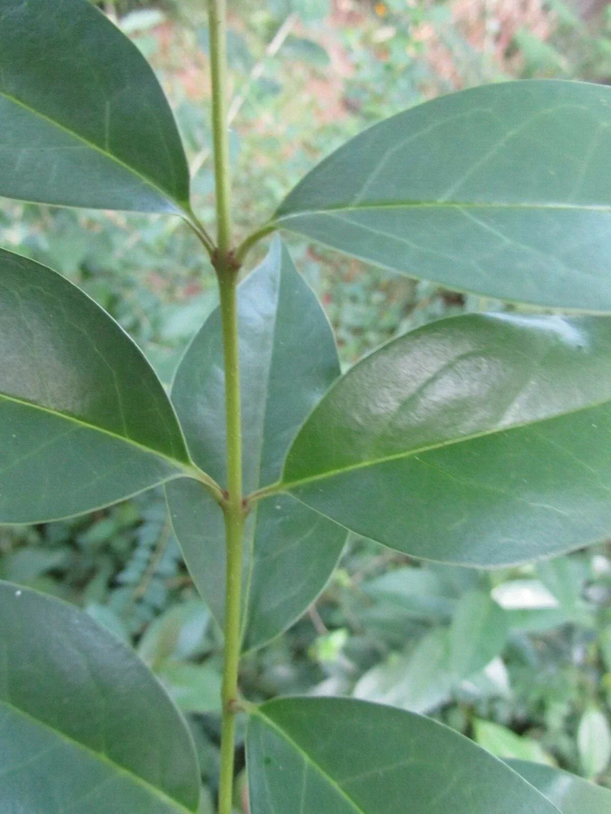Japanese Privet Cuttings - Ligustrum japonicum, Evergreen Shrub, 6-8" Long, Hedging & Privacy Plantings