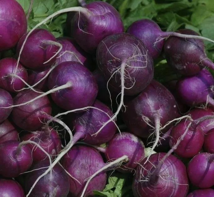 Purple Plum Radish Seeds - 200+ Count, Edible Garden Vegetables, Raphanus sativus, Fast-Growing, Colorful Salad Radishes
