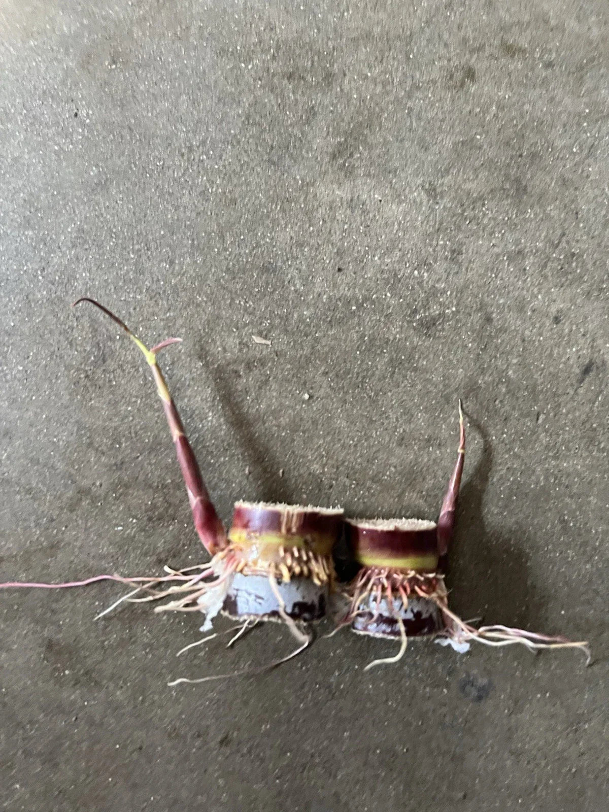 Rooted Dark Purple Sugarcane Cuttings - 2pcs Saccharum officinarum, Sweet & Juicy, Ready to Plant
