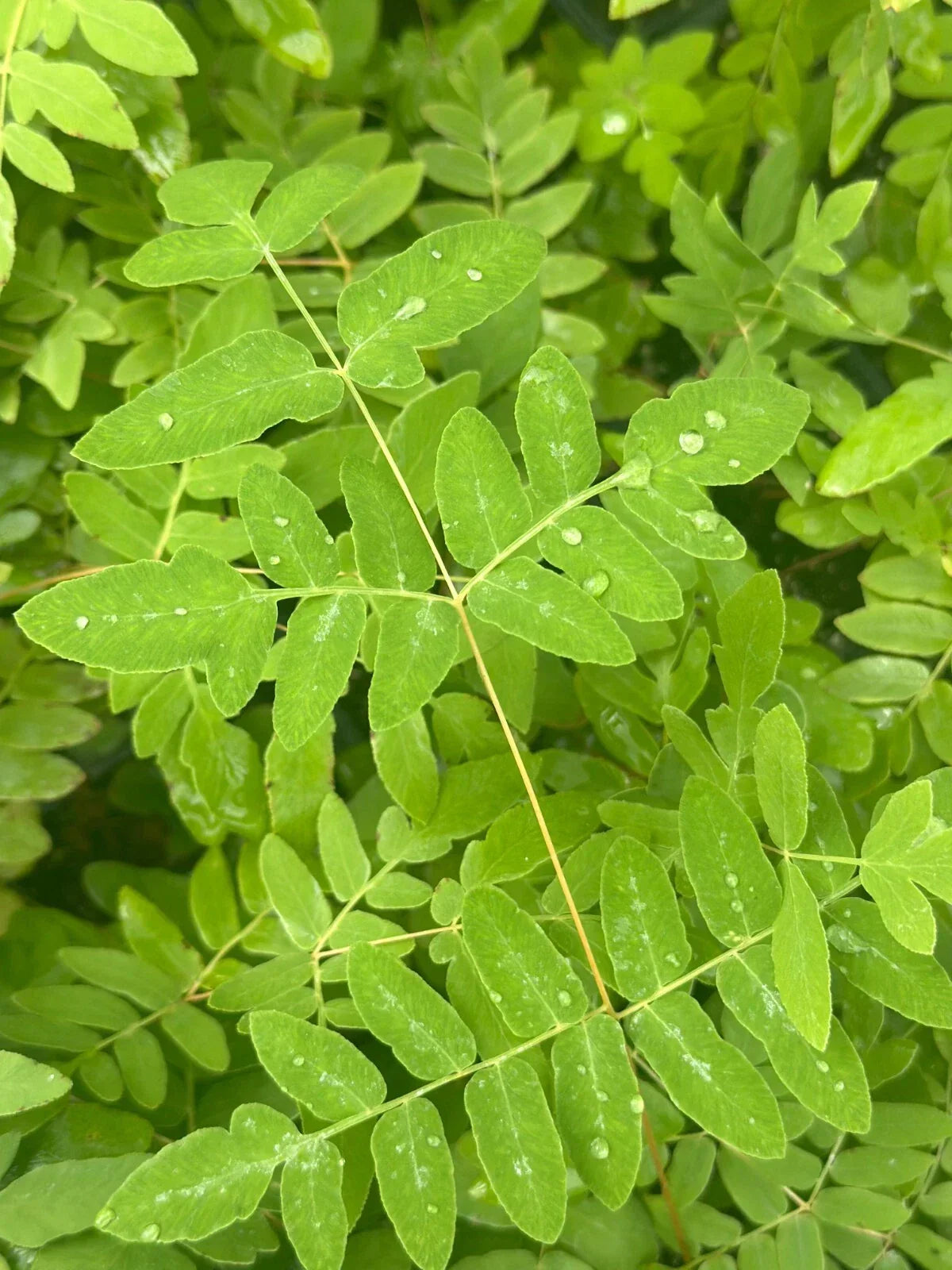 Bare-root Royal Fern | Osmunda regalis var. spectabilis | Tall Deciduous Fern with Rusty Spores