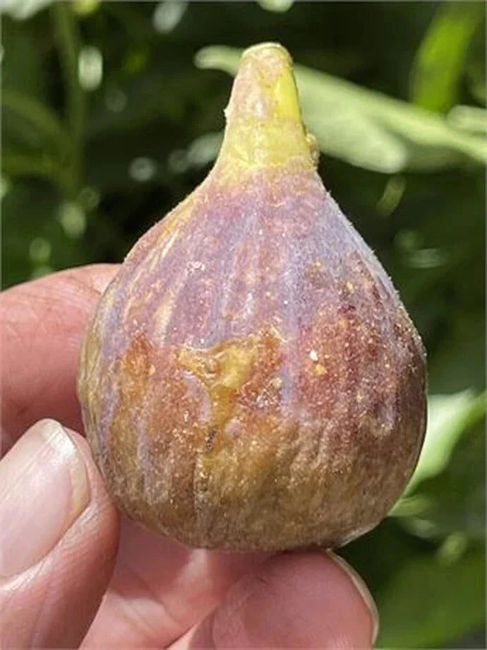 Fig Cutting 8 Inch Dominick's Variety with 3+ Nodes Ficus carica Indoor Outdoor Plant