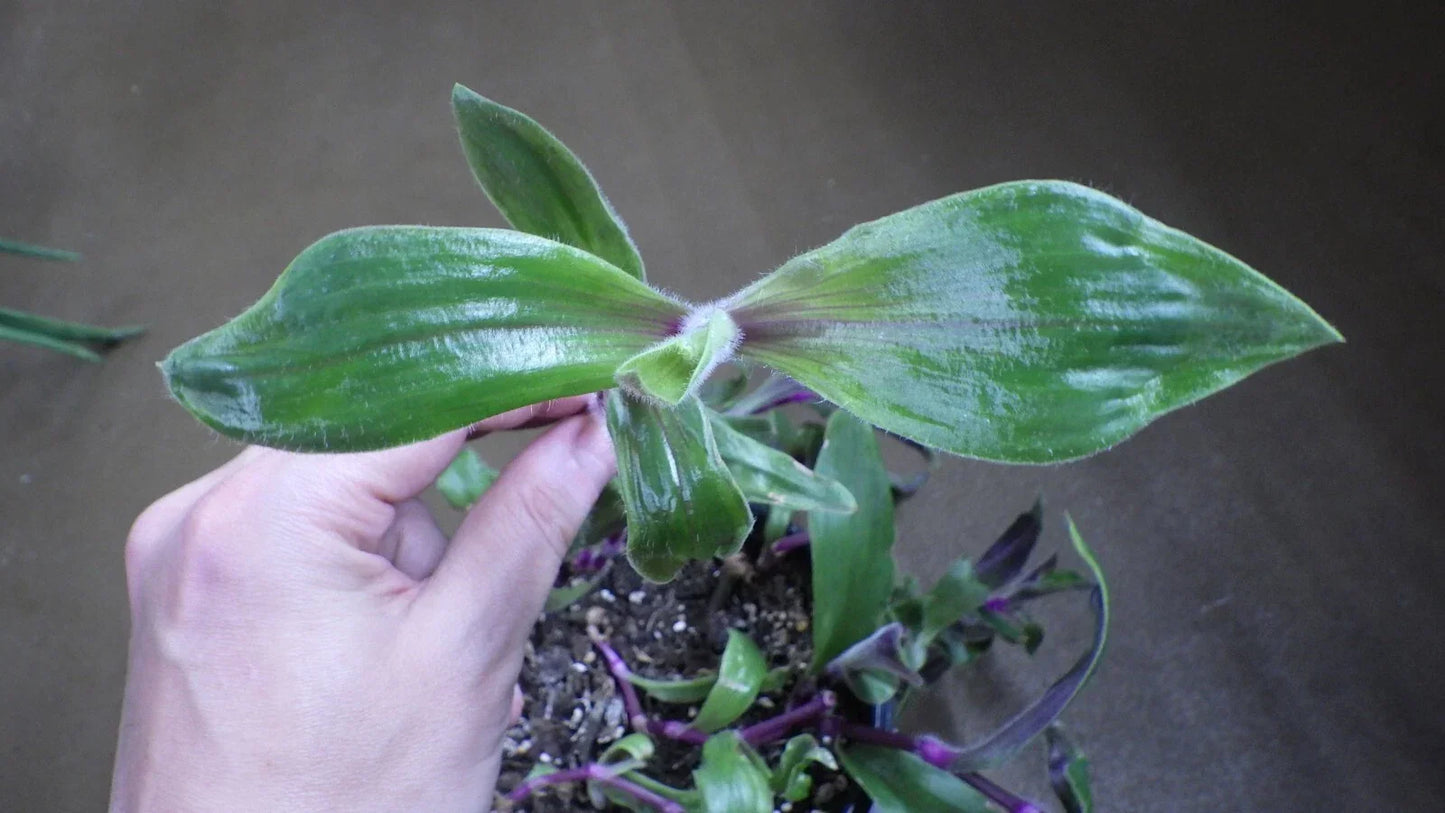 Tradescantia Blossfeldiana "Red Hill" Wandering Jew Plant Cuttings – Indoor Trailing Propagation, Live Stem Cuttings