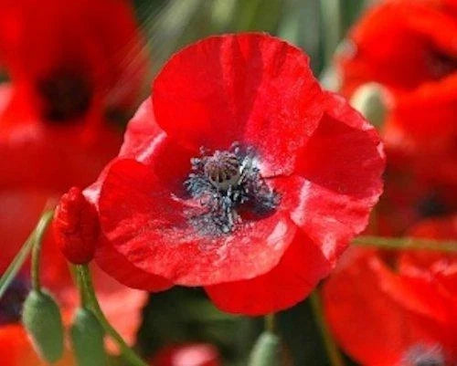 Red Corn Poppy Seeds Pack of 5000 | Papaver rhoeas Non-GMO Flower Seeds for Garden Planting, Attracts Pollinators