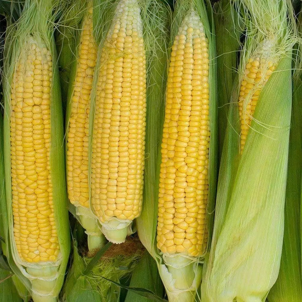 Heirloom Sweet Corn Seeds - Golden Bantam Variety - Organic, Non-GMO Zea mays, Fresh Eating, Backyard Gardening
