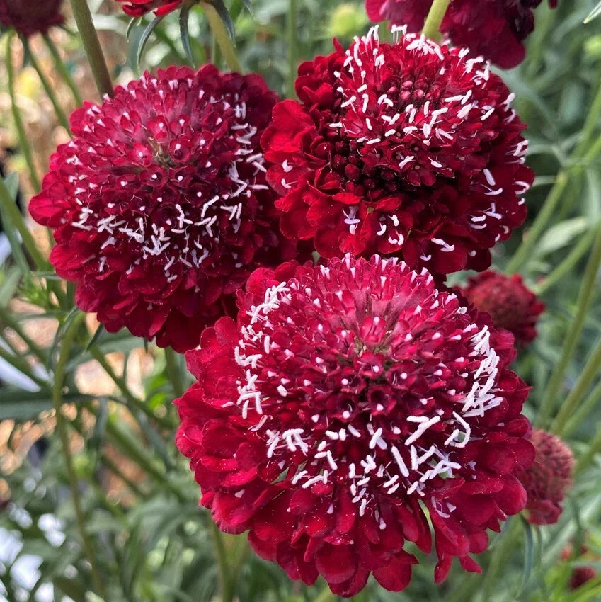 Scabiosa Seeds Raspberry Red Pincushion Flower, Scabiosa atropurpurea, Perennial for Garden, Butterfly Attracting, 40 Count