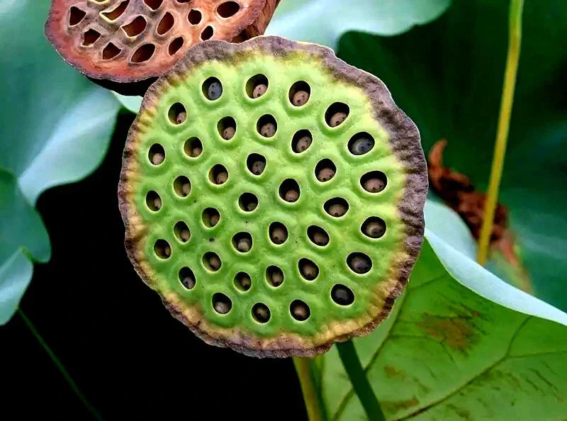 Sacred Lotus Flower Seeds - Edible Water Lily - Nelumbo nucifera - Organic Aquatic Plant for Ponds & Gardens
