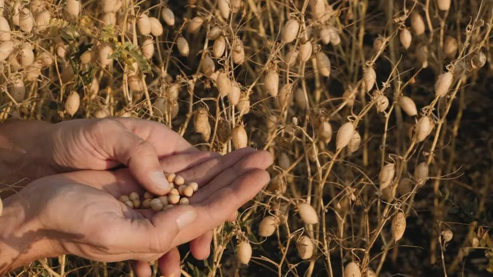 Garbanzo Bean Seeds for Planting - Organic Chickpea Seeds Cicer arietinum