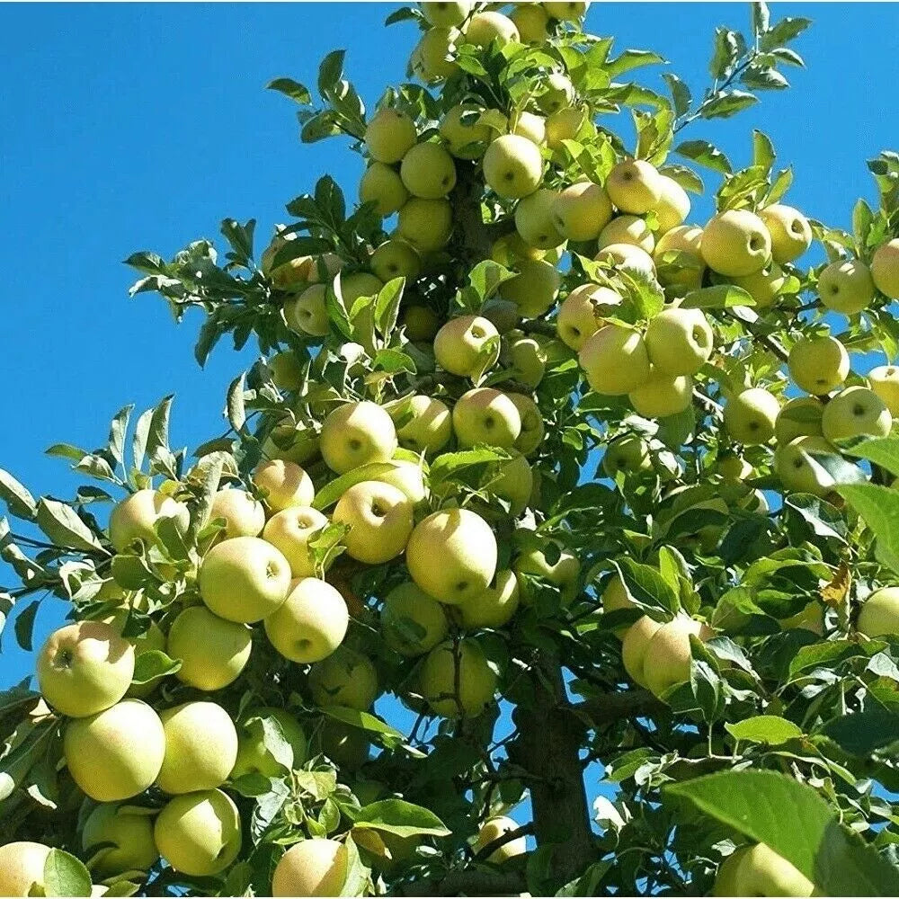 Golden Delicious Apple Tree Scions – 16 Thin Grafting Cuttings for Malus domestica Grafting and Rooting
