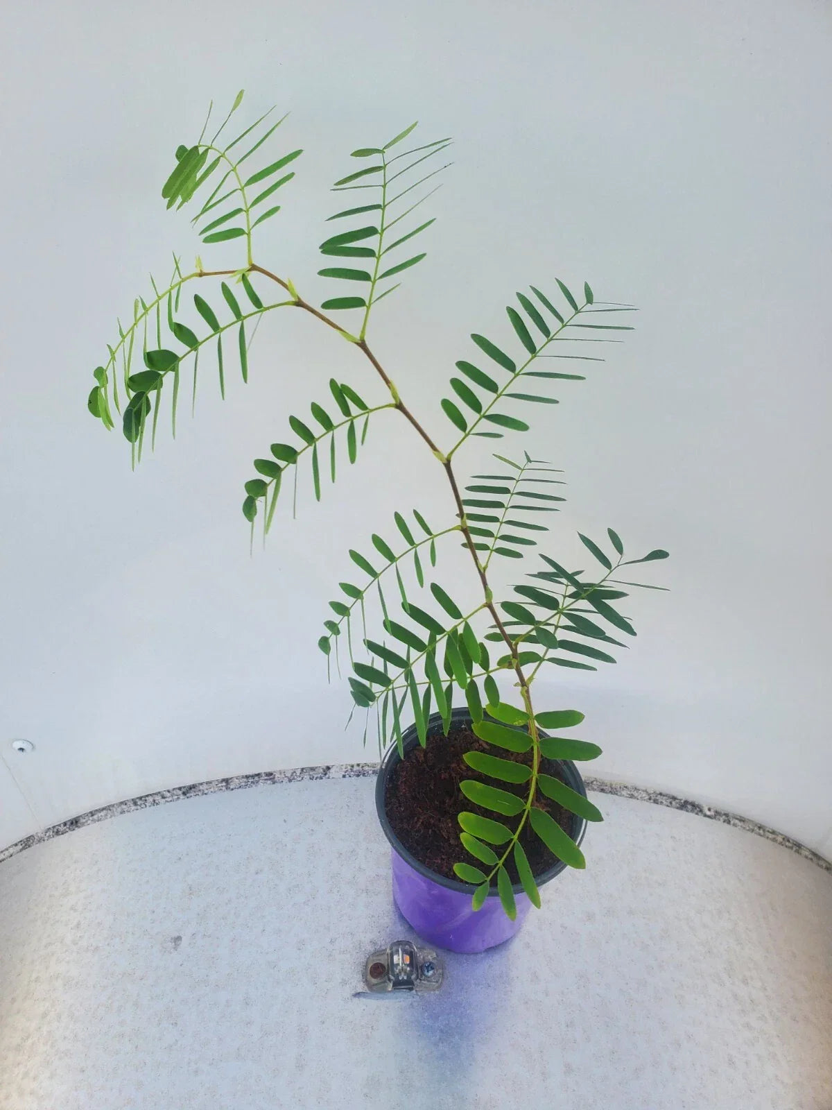Live Tamarind Plant - Fruit Tree in Pot, Tropical Tamarindus indica, Edible Pods, Garden or Patio Tree