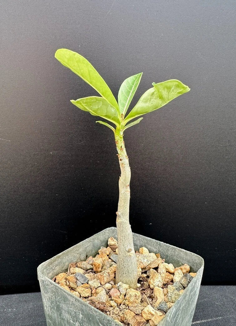 Adenium Hybrid Succulent Plant 2.5" Pot - Rare Adenium arabicum x A. socotranum Desert Rose