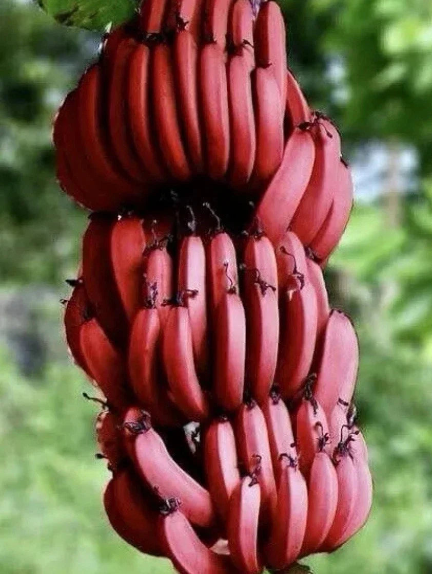 Cuban Red Banana Plant - Live Potted Musa acuminata 'Red Dacca' - Tropical Fruit & Ornamental Plant