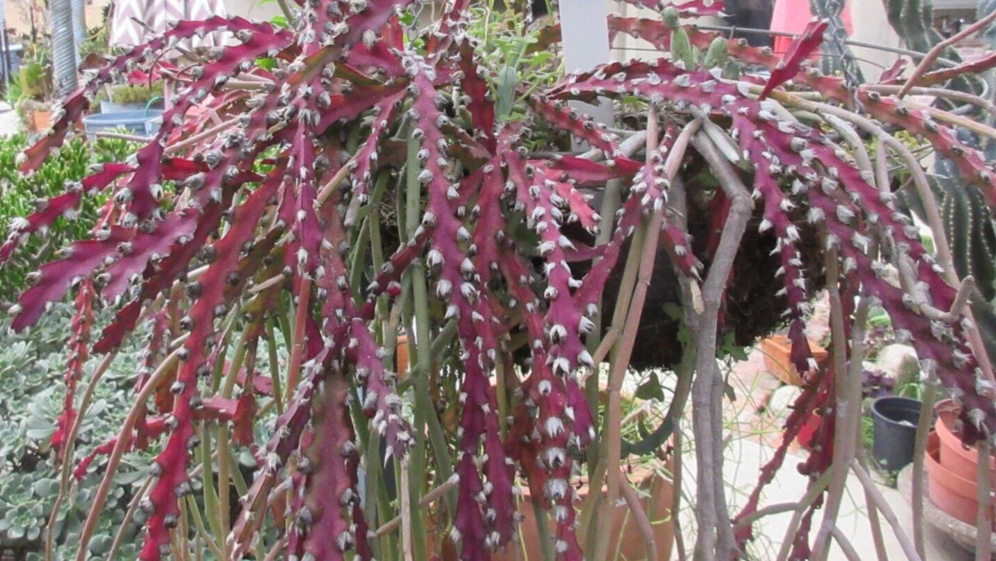 Rhipsalis Cutting 10" Long Red Clone Cactus Lepismium Cruciforme Succulent Indoor Plant