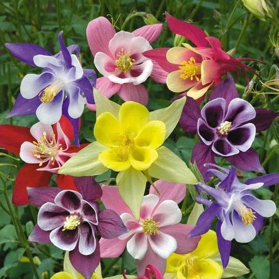 Columbine Seeds - McKana Giant Mix - Non-GMO Aquilegia caerulea Flower Seeds for Garden, Borders, and Pollinator Attraction