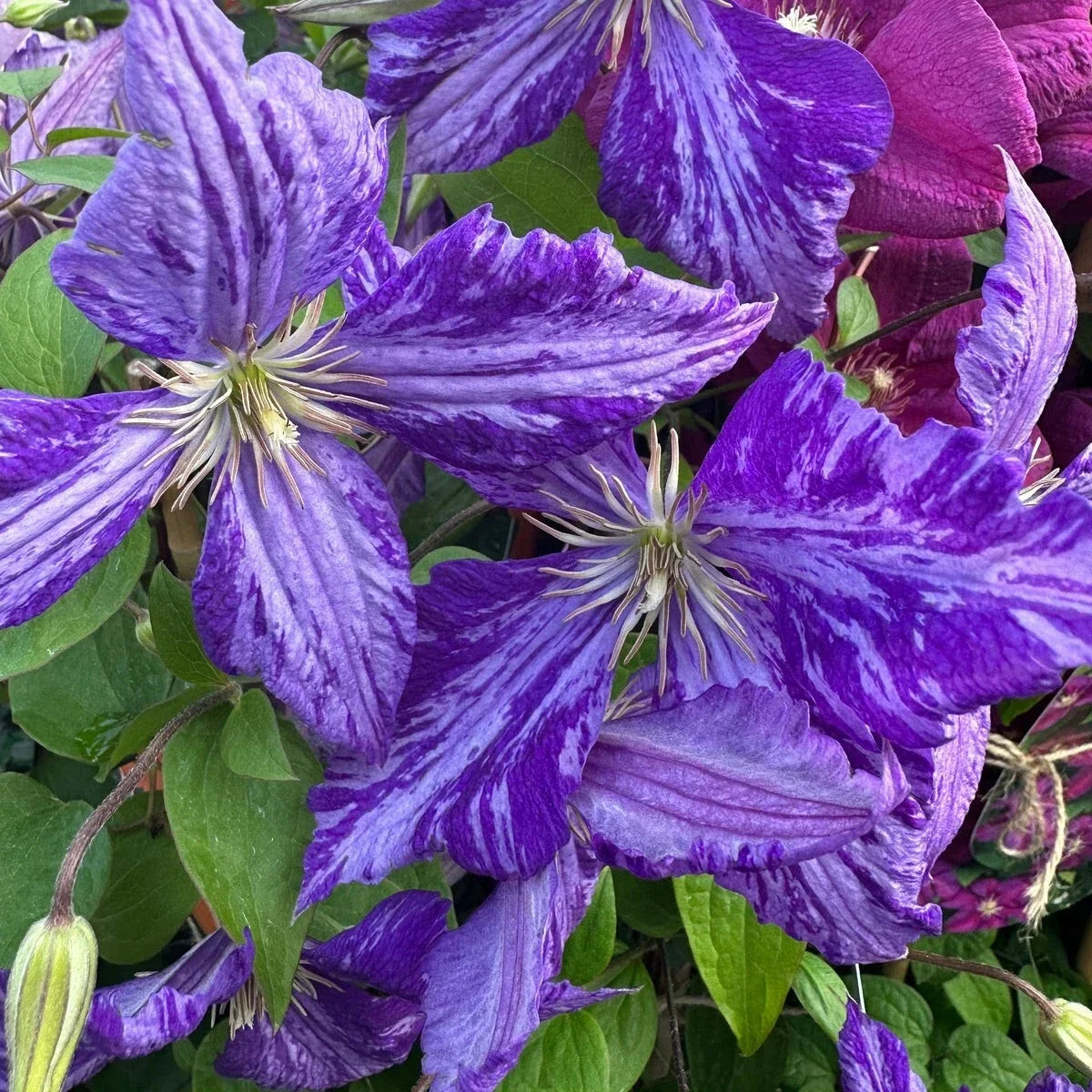 Tie Dye Clematis Plant 2.5" Pot with Large 6" Dark Purple Silver Streak Flowers - Clematis viticella