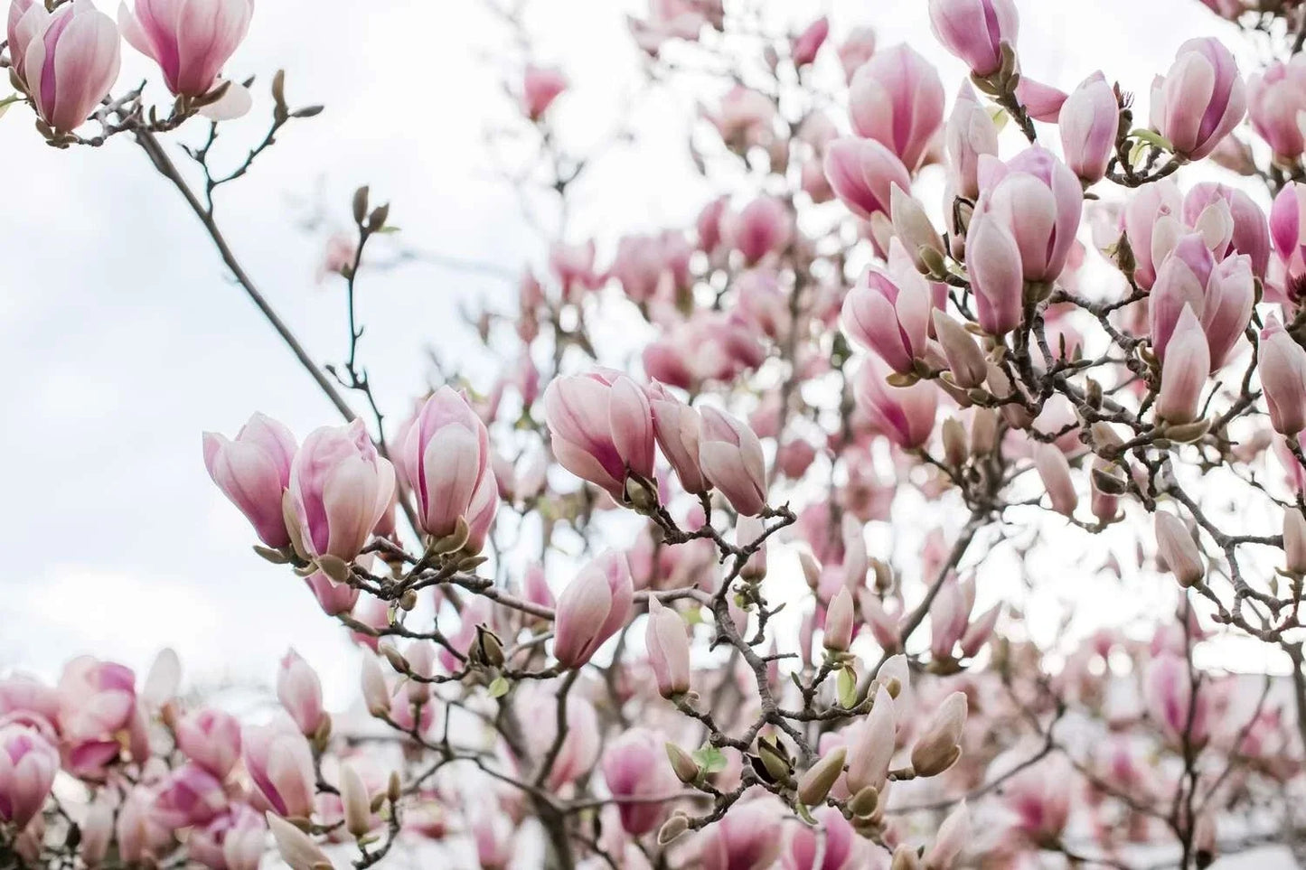 Fresh Unrooted Magnolia x soulangeana Saucer Pink Cuttings – Pink Flowering Shrub for Garden, Easy Propagation