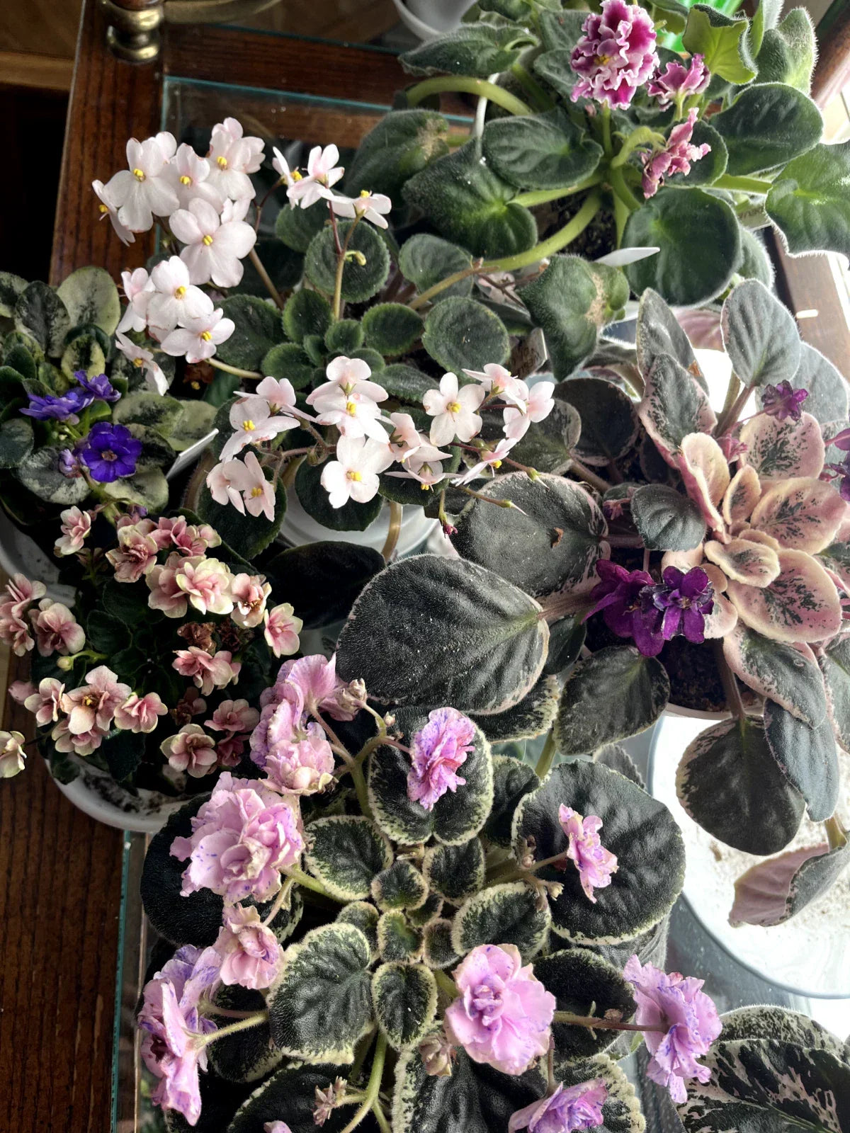 African Violet Leaves - Variegated, Mini, Trailer Double | Saintpaulia species Indoor Plant Foliage
