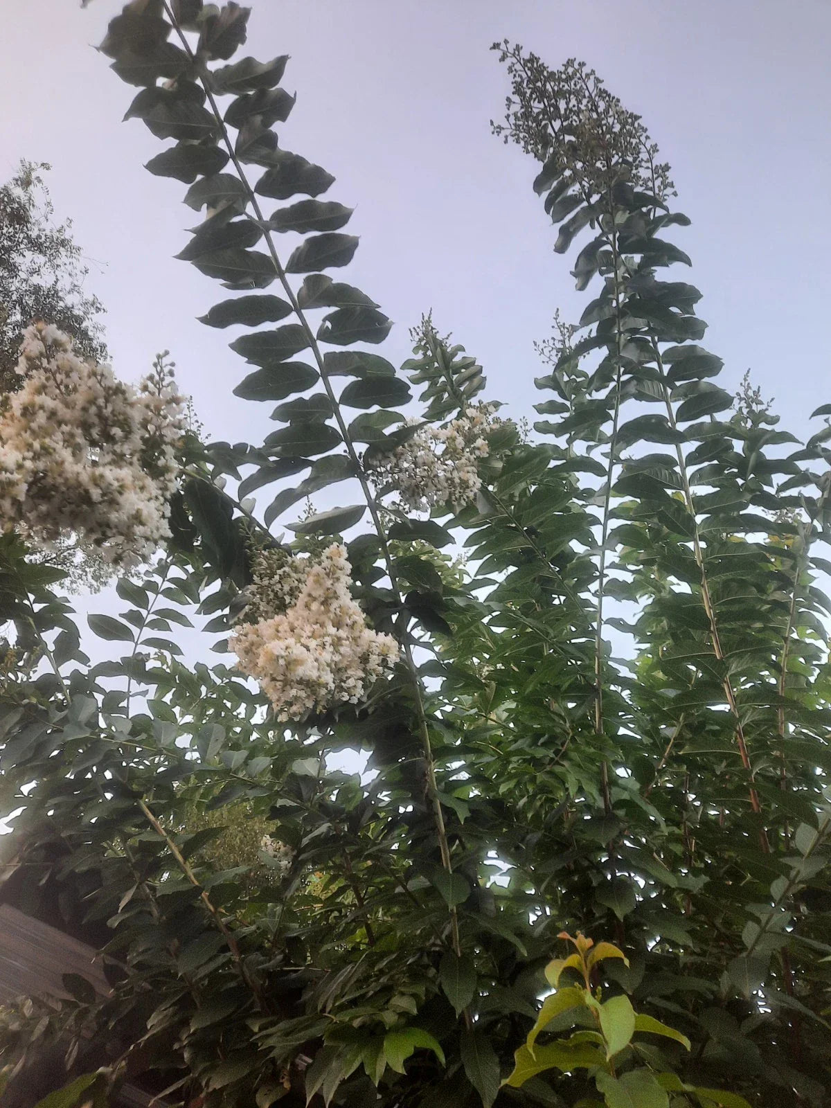 Crape Myrtle Cuttings - 10 Super Rare 'Natchez' Lagerstroemia indica x fauriei Propagation Material