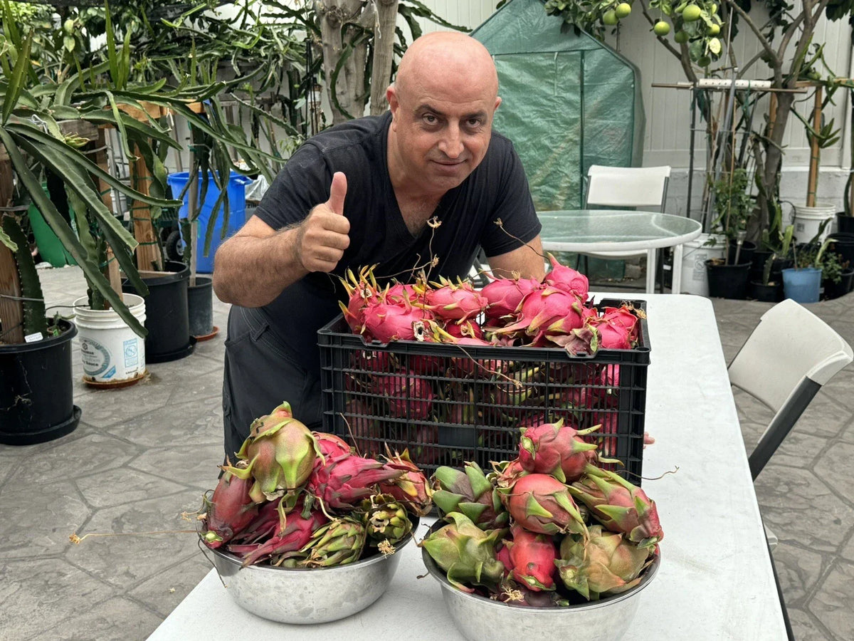 Dragon Fruit Cuttings 8-14 Inches Long, Hylocereus undatus, Exotic Fruit Plant for Home Gardening and Container Planting