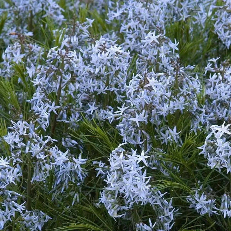Threadleaf Bluestar Live Plant 4" Pot Amsonia hubrichtii Perennial 6+" Tall