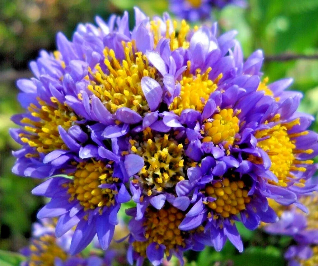Hardy Perennial Starter Plants 6-Pack - Lavender Tatarian Aster Aster tataricus for Pollinator Gardens