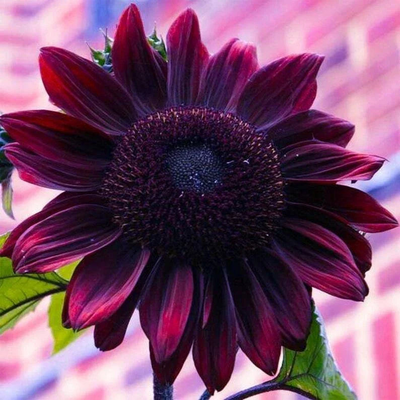 Sunflower Seeds - Heirloom Chocolate Cherry Variety - Vibrant Deep Burgundy Blooms - Helianthus annuus, Garden & Cut Flower Seeds