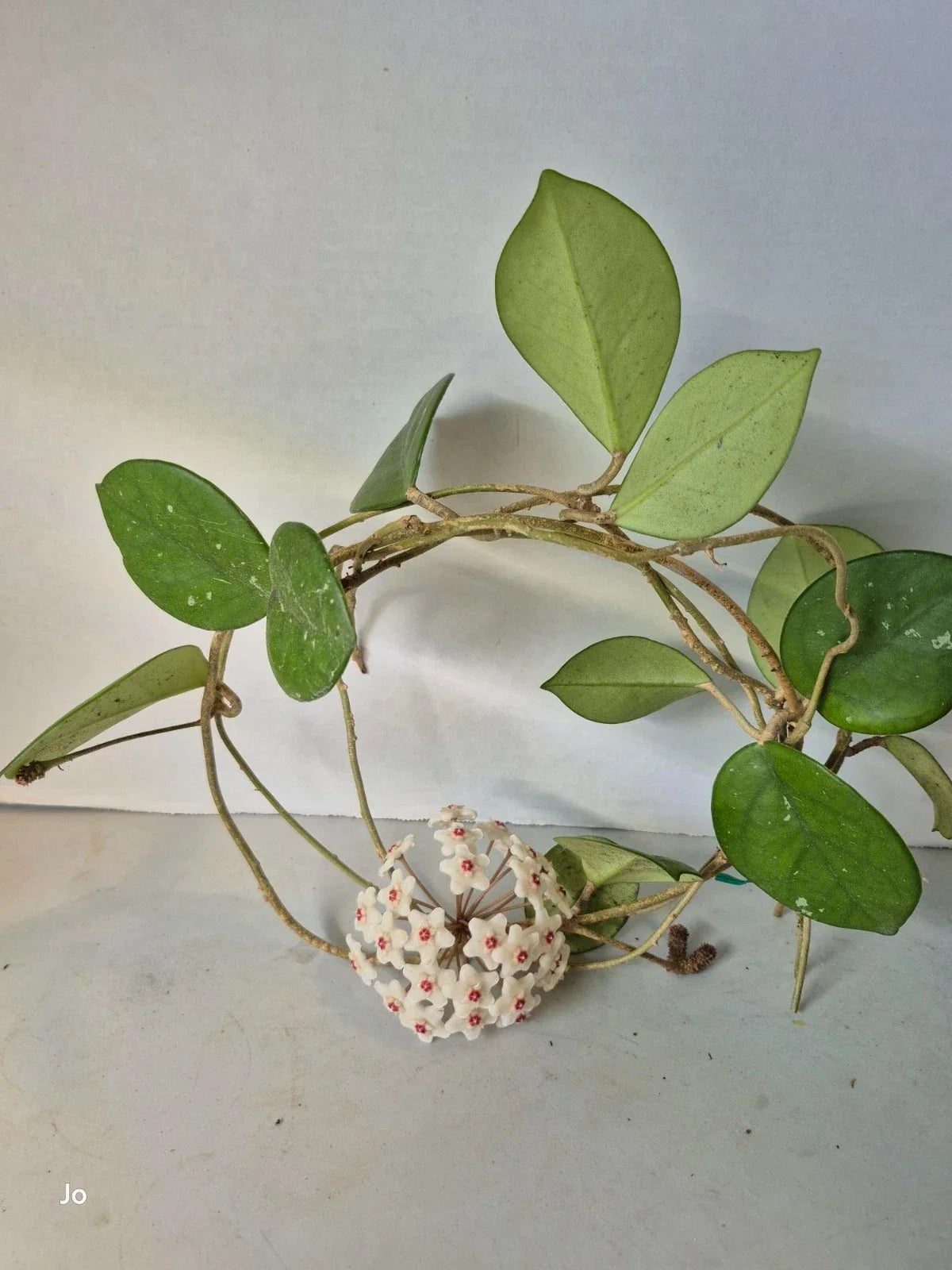 Hoya Dapple Grey Cuttings – Variegated Hoya kerrii Propagation Plant – Indoor Vining Houseplant – 3 Healthy Cuttings
