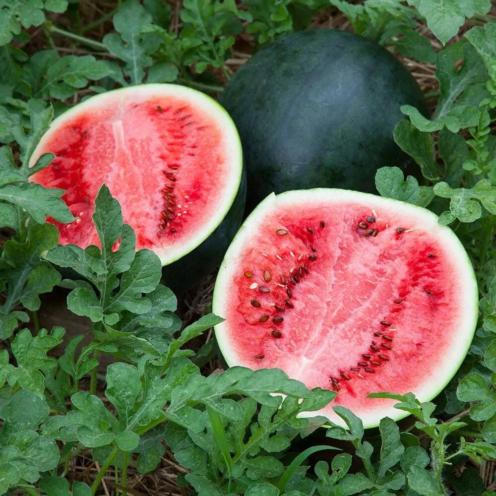 Sugar Baby Watermelon Seeds - Heirloom Non-GMO Citrullus lanatus, Sweet Round Melons, Pack of 50+ for Home Garden, Small Space Growing