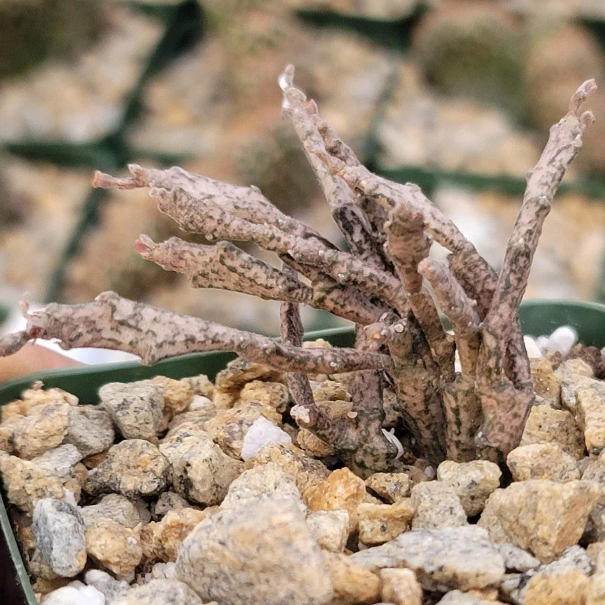 Euphorbia Platyclada Cactus Plant - Live Succulent in Biodegradable Pot - Unique Flat-Stemmed Cactus for Indoor & Outdoor Decor