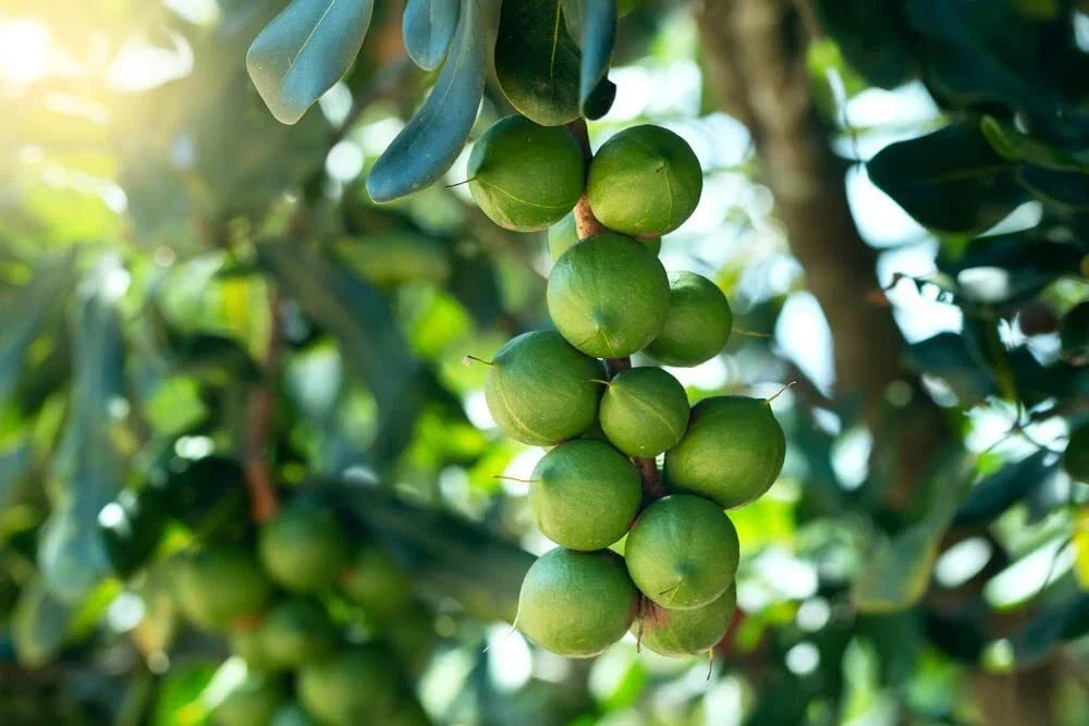Macadamia Nut Tree Seeds 5 Pack Macadamia integrifolia Grown in Iowa, USA