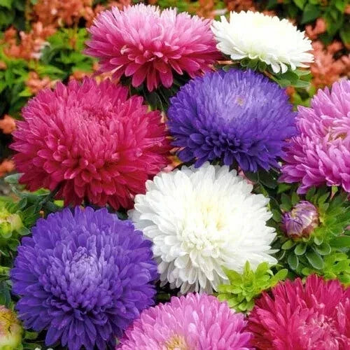 Aster Powder Puff Mix Seeds – Callistephus chinensis, Vibrant Flower Seeds, Easy to Grow, 185 Pack