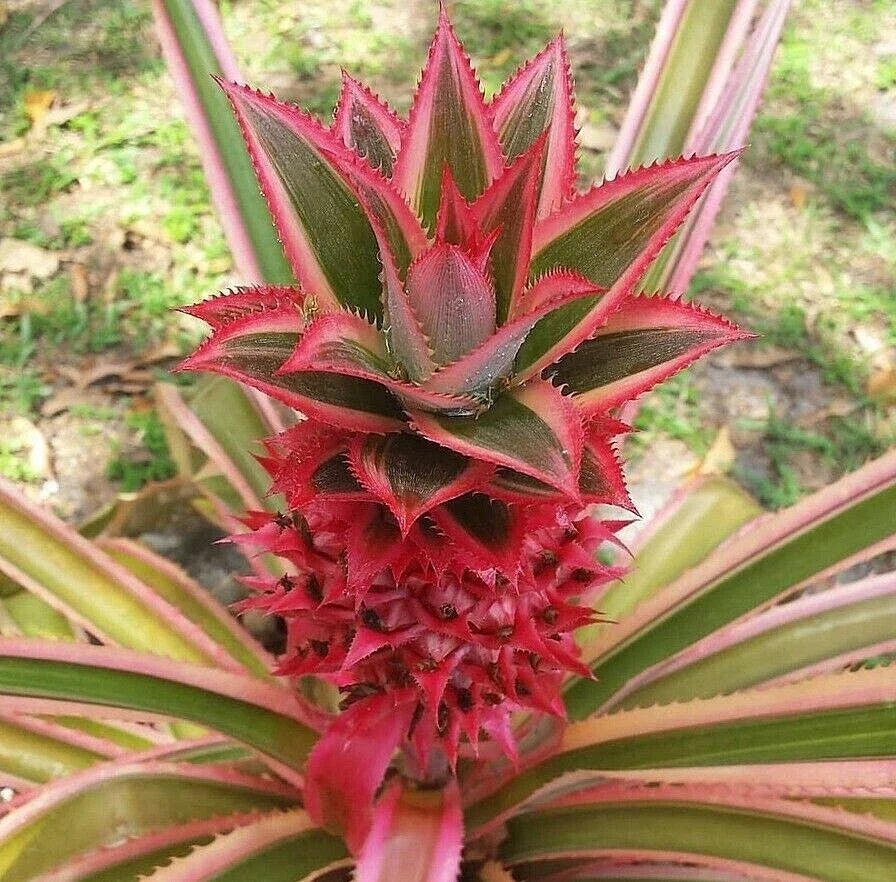 Red Pineapple Plant Offset | Ananas bracteatus ‘Tricolor’ | Ornamental Bromeliad for Tropical Garden or Houseplant
