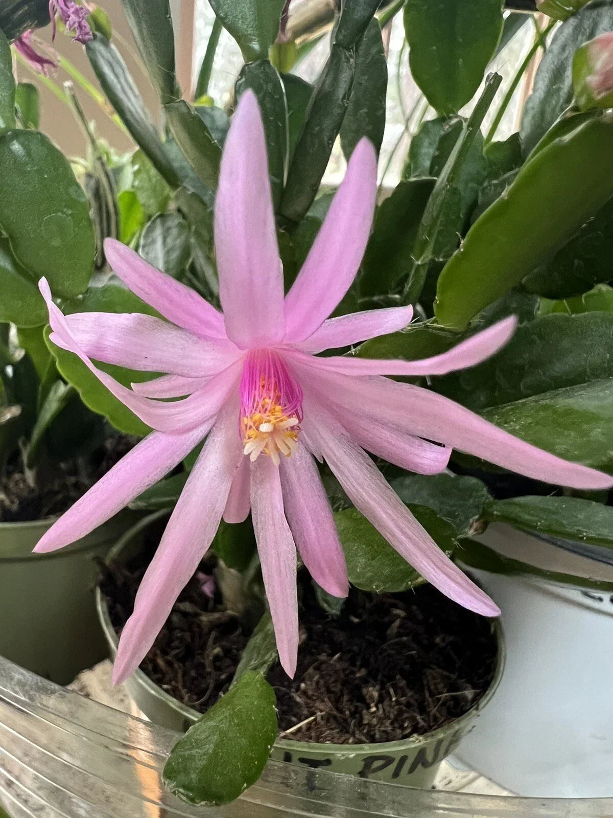 Easter Cactus Rooted Plant Spring Sunrise Light Pink Rhipsalidopsis Hatiora Cactus for Indoor Garden