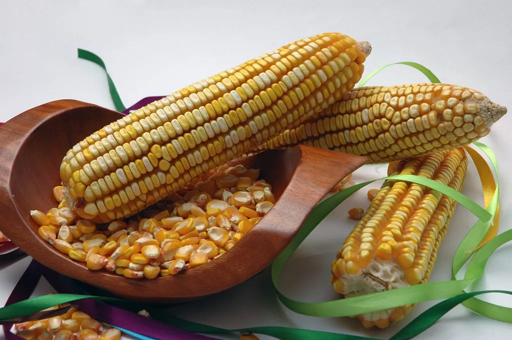 Reid's Yellow Dent Corn Seeds - Heirloom Zea Mays, 30 Pack, Non-GMO, USA Grown, Cornmeal & Culinary Use