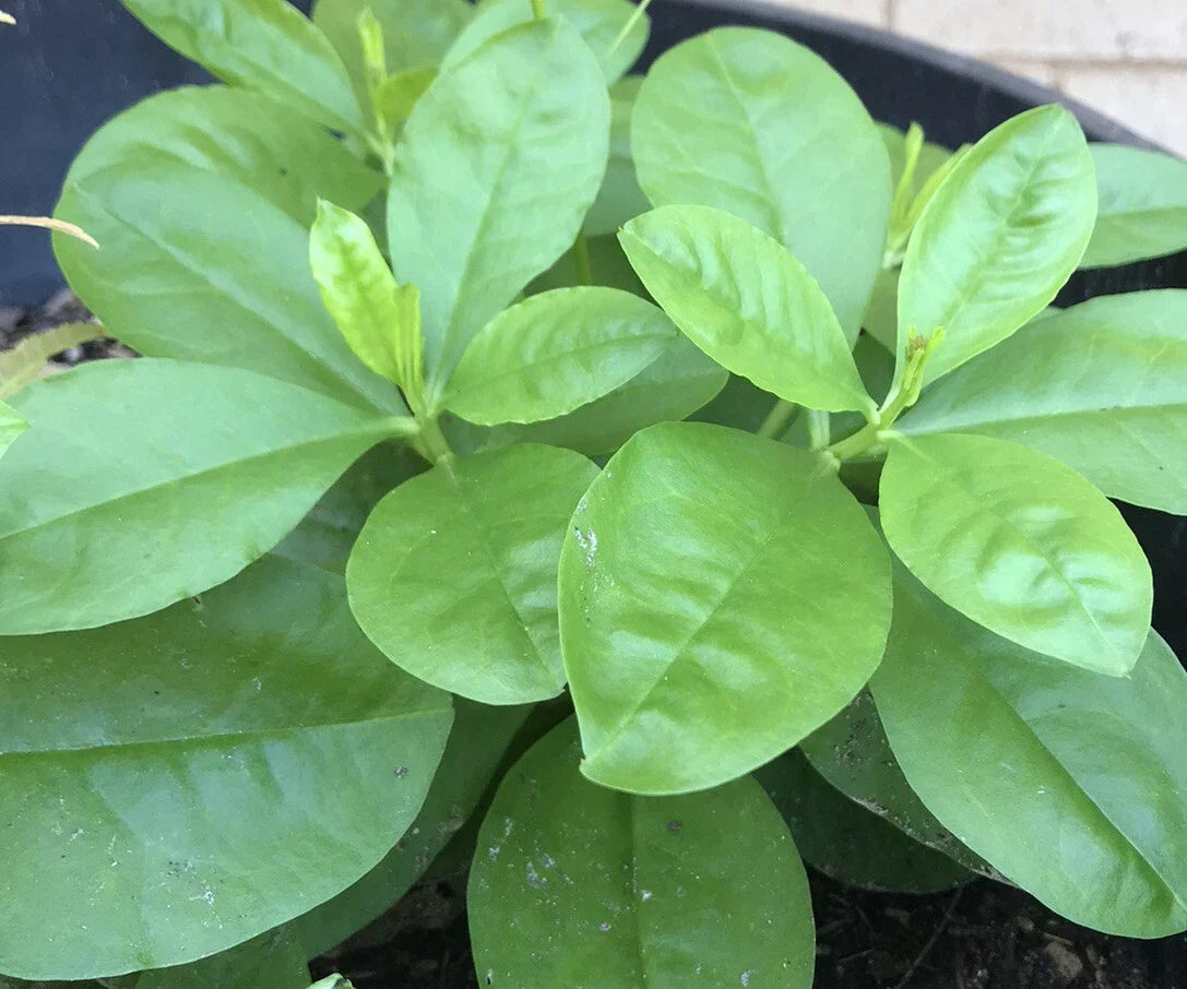 Talinum Ginseng Live Plants - Jewels of Opar - 4 Bare Root Asian Herbs for Gardening