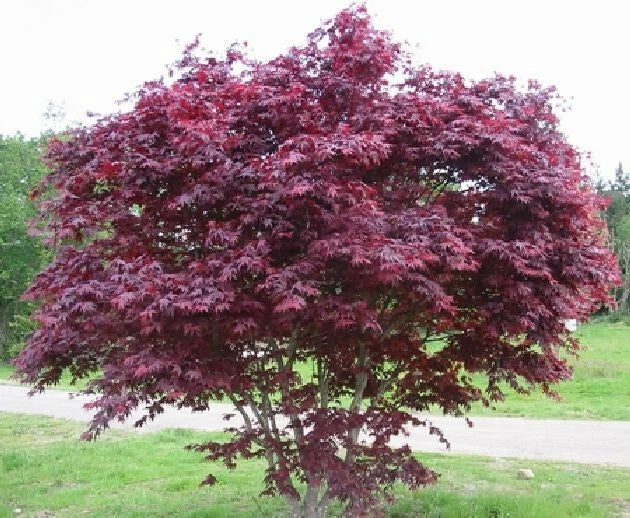 4 Unrooted Cuttings of Red Japanese Maple Trees, Acer palmatum, Zones 5-8
