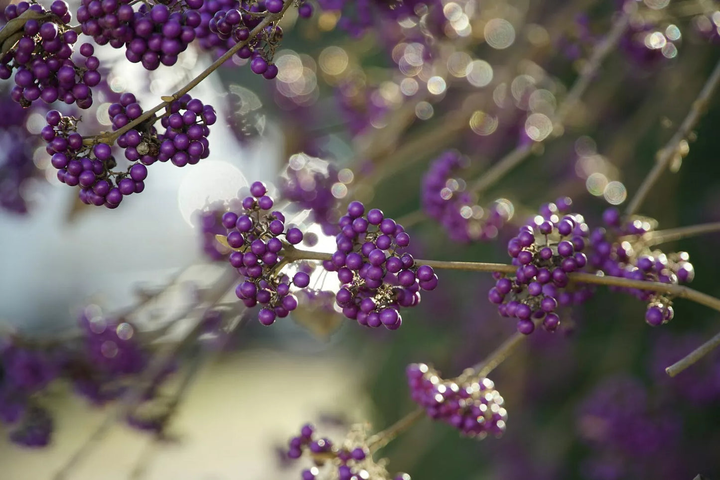 American Beautyberry Seeds - 30+ Perennial Seeds - Callicarpa americana - Free Shipping