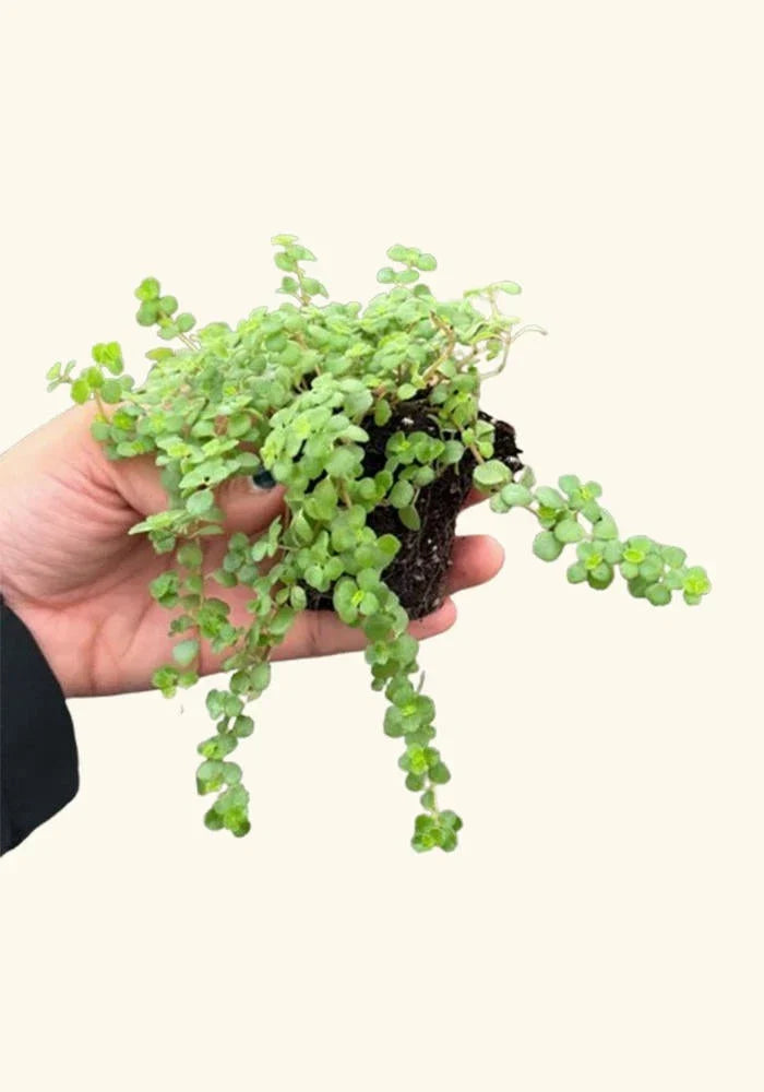 Pilea Tiny Tears Rooted Starter Plant – Low Maintenance Indoor Houseplant – Pilea involucrata – Compact, Tear-Shaped Foliage