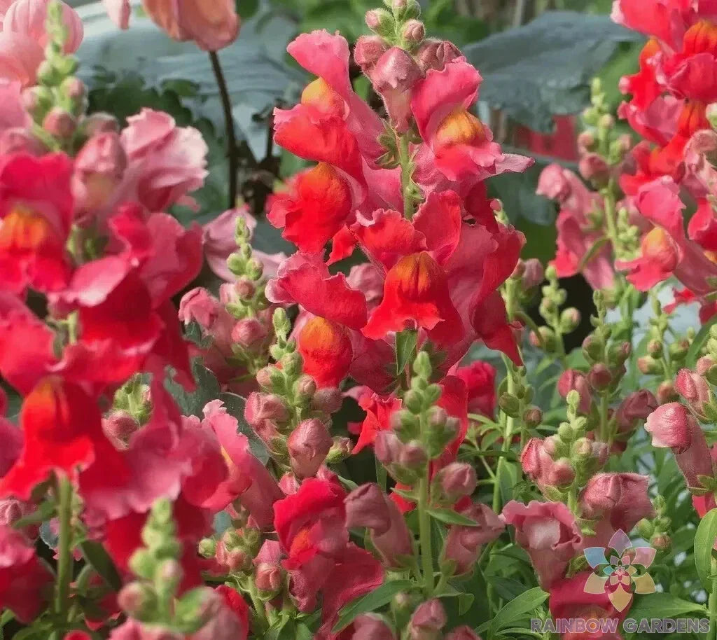 Defiance Snapdragon Seeds - 1000+ Non-GMO Antirrhinum majus - USA