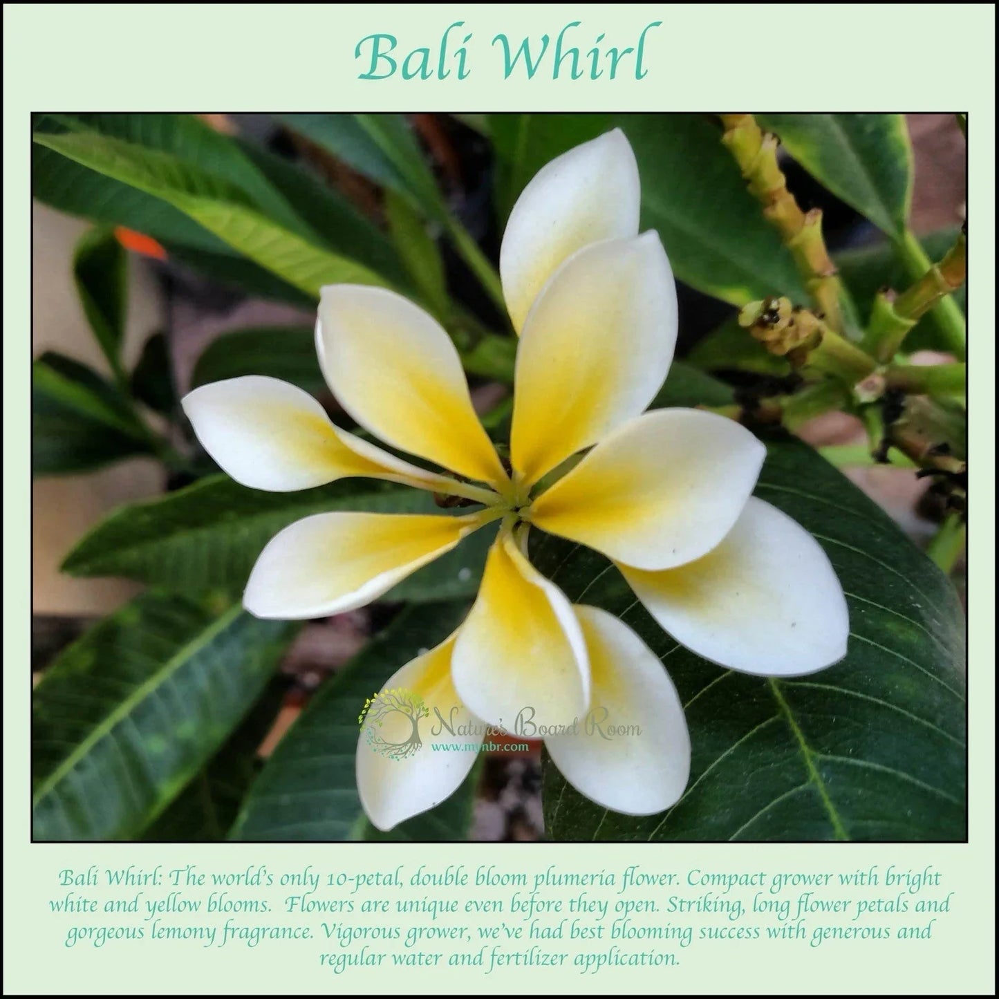 Rooted Plumeria Cutting - Bali Whirl 10-Petal Fragrant Flowering Plant - Plumeria obtusa