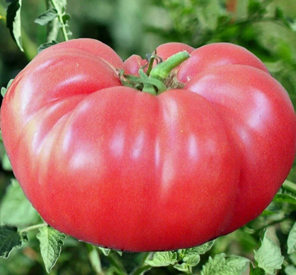 Pink Brandywine Tomato Seeds - 50+ Indeterminate Heirloom Vegetable Garden Seeds Solanum lycopersicum