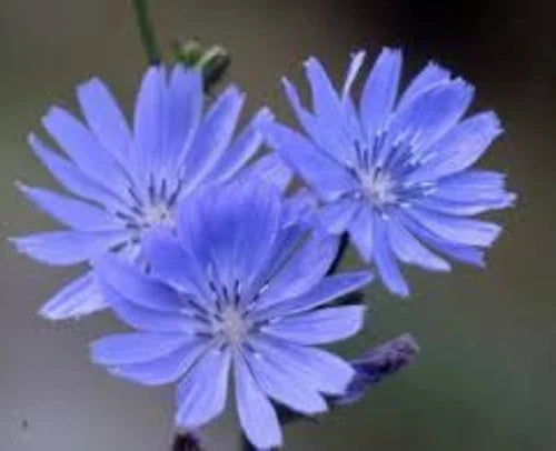 Chicory Seeds 100 Pack - Cichorium Intybus Wildflower Herb for Coffee Substitute & Garden Pollinator Attractor