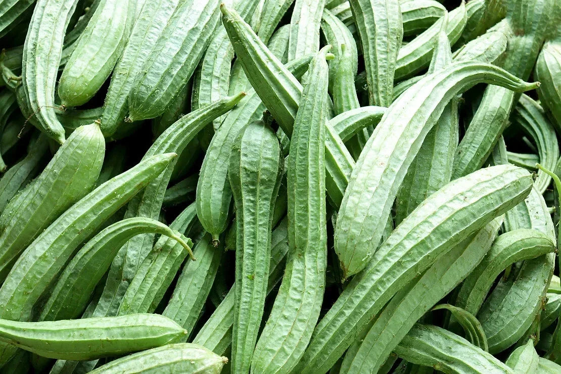 Sponge Gourd Seeds - 25+ Pack Heirloom Luffa cylindrica for Garden Planting