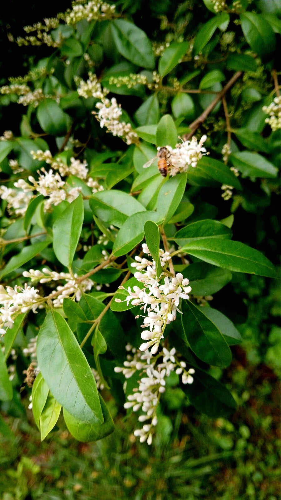 30 Bare Root Chinese Privet Hedge Plants, Live, Ligustrum sinense, 5-8 Inches, Ideal for Privacy and Landscaping