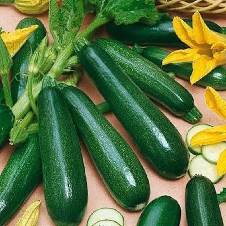 Black Beauty Zucchini Seeds – Heirloom, Organic, Non-GMO, Cucurbita pepo, Bountiful Harvest, Dark Green Zucchini Seeds