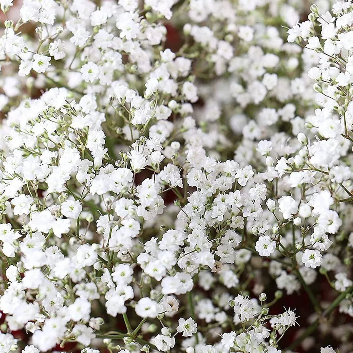 Babys Breath Seeds - 1,000 Count - Easy to Grow Annual Flowers Gypsophila elegans